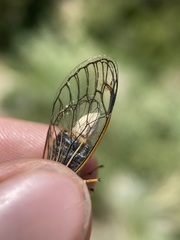 Massospora platypediae