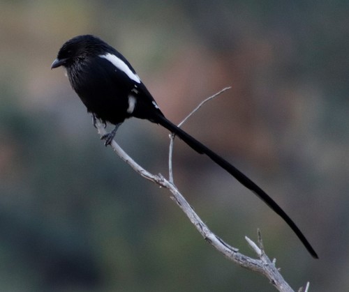 Magpie Shrike