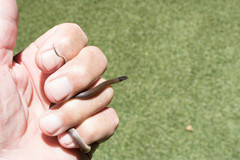 Aparallactus capensis