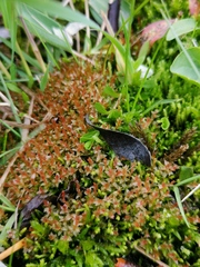 Ptychostomum weigelii
