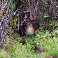 Laterallus xenopterus