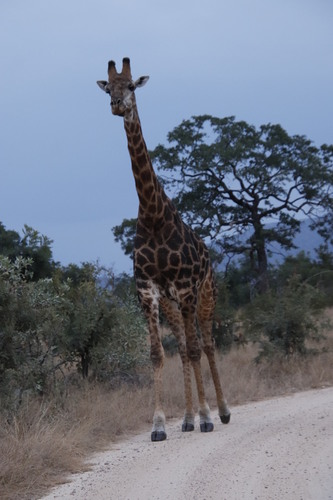 Southern Giraffe