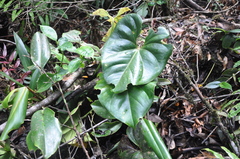 Anthurium kamemotoanum