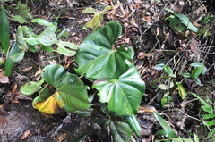 Anthurium kamemotoanum