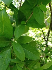 Mandevilla subsagittata