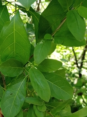 Mandevilla subsagittata