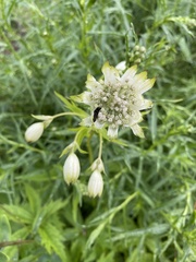 Astrantia