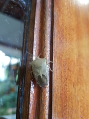 Piezosternum subulatum