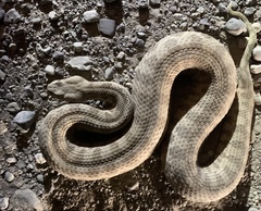 Macrovipera lebetinus