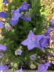 Platycodon