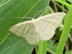 Scopula ancellata
