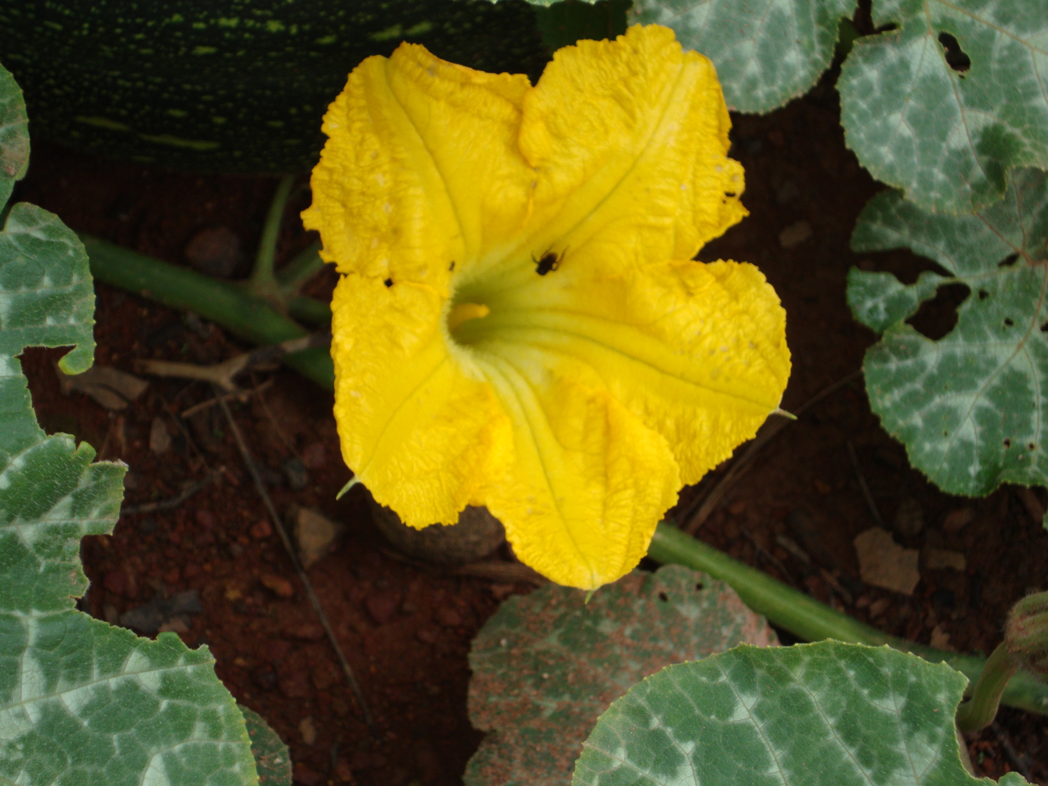 Cucurbita moschata