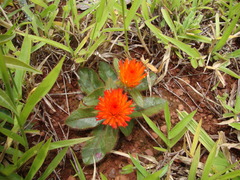 Gomphrena arborescens