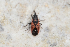 Melanocoryphus tristrami