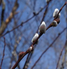 Salix chaenomeloides