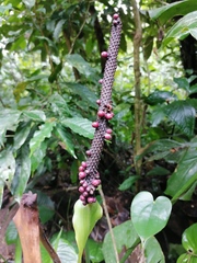 Anthurium cuspidatum