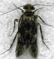 Echmepteryx hamiltoni