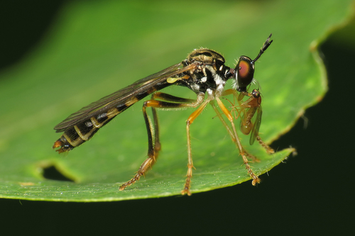 Small Yellow-legged Robber Fly, photo 2 of 10