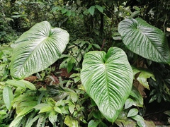 Anthurium cuspidatum