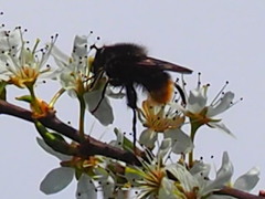 Criorhina ranunculi
