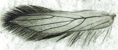 Echmepteryx hamiltoni