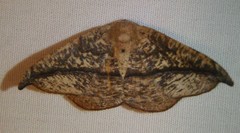 Patalene olyzonaria