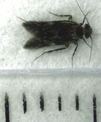 Echmepteryx hamiltoni