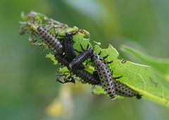 Chrysomela vigintipunctata