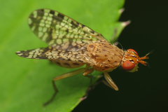 Euthycera chaerophylli