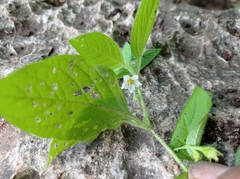 Solanum adscendens