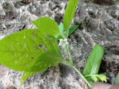 Solanum adscendens