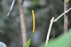 Anthurium myosuroides