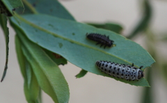 Chrysomela vigintipunctata