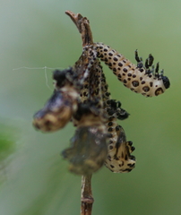 Chrysomela vigintipunctata