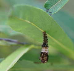 Chrysomela vigintipunctata