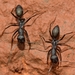 Sahara Ants and Allies - Photo (c) faluke, some rights reserved (CC BY-NC), uploaded by faluke