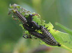 Chrysomela vigintipunctata