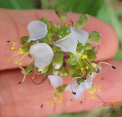 Aneilema dregeanum