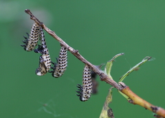 Chrysomela vigintipunctata