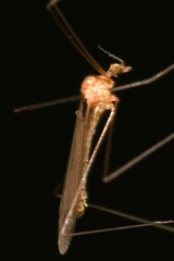 Dicranomyia modesta