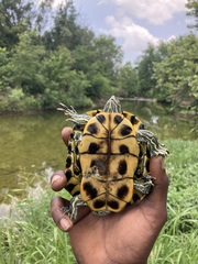 Trachemys scripta elegans