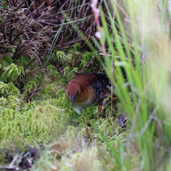 Laterallus xenopterus