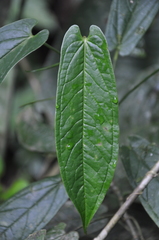 Anthurium myosuroides