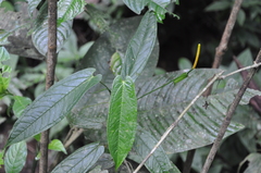 Anthurium myosuroides