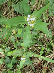 Aneilema dregeanum