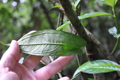 Anthurium myosuroides