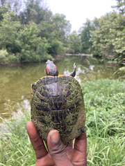 Trachemys scripta elegans