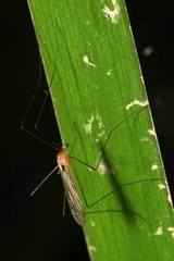 Dicranomyia modesta