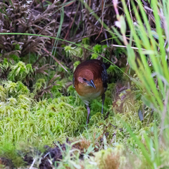 Laterallus xenopterus