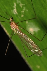 Dicranomyia modesta
